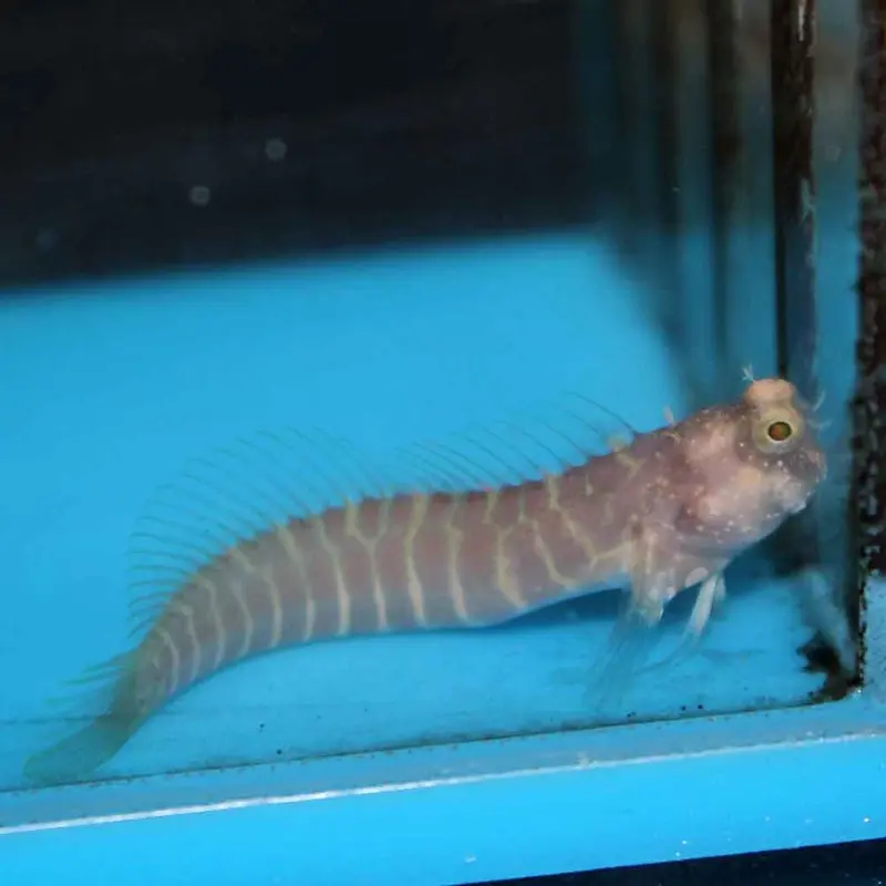 Segmented Blenny - Salarias segmentatus