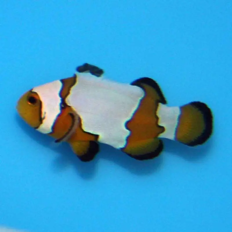 Snowflake Clownfish - Amphiprion ocellaris - CB