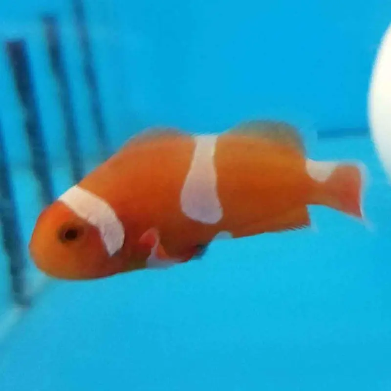 Tangerine Albino Clownfish - Amphiprion ocellaris - CB (PA)