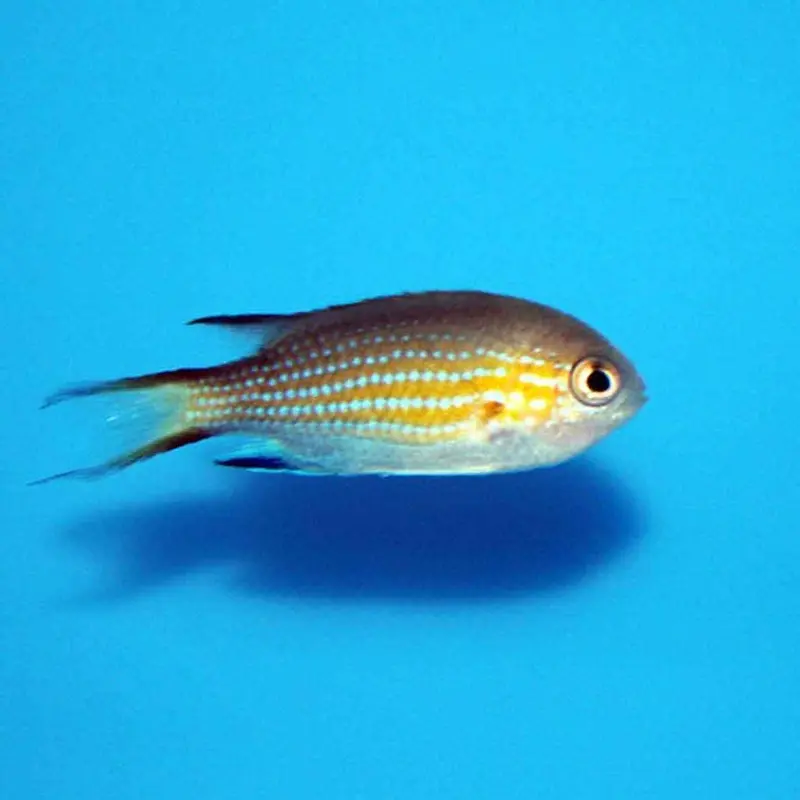 Vanderbilt Chromis - Chromis vanderbilti