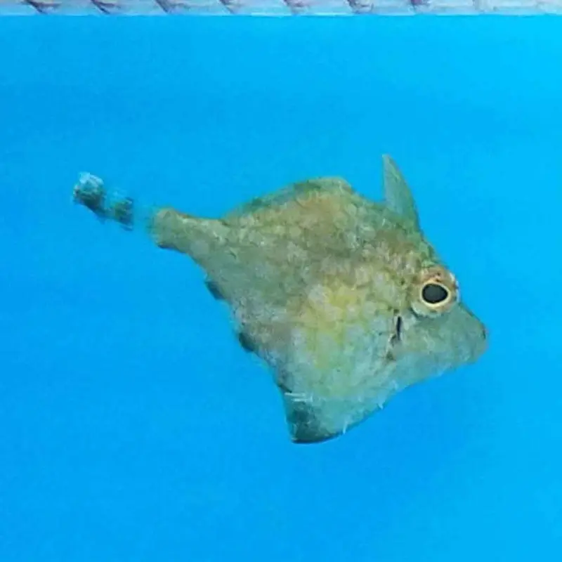 Whitespotted Pygmy Filefish - Rudarius ercodes