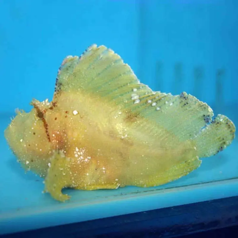 Yellow Leaf Scorpionfish - Taenianotus triacanthus - Large