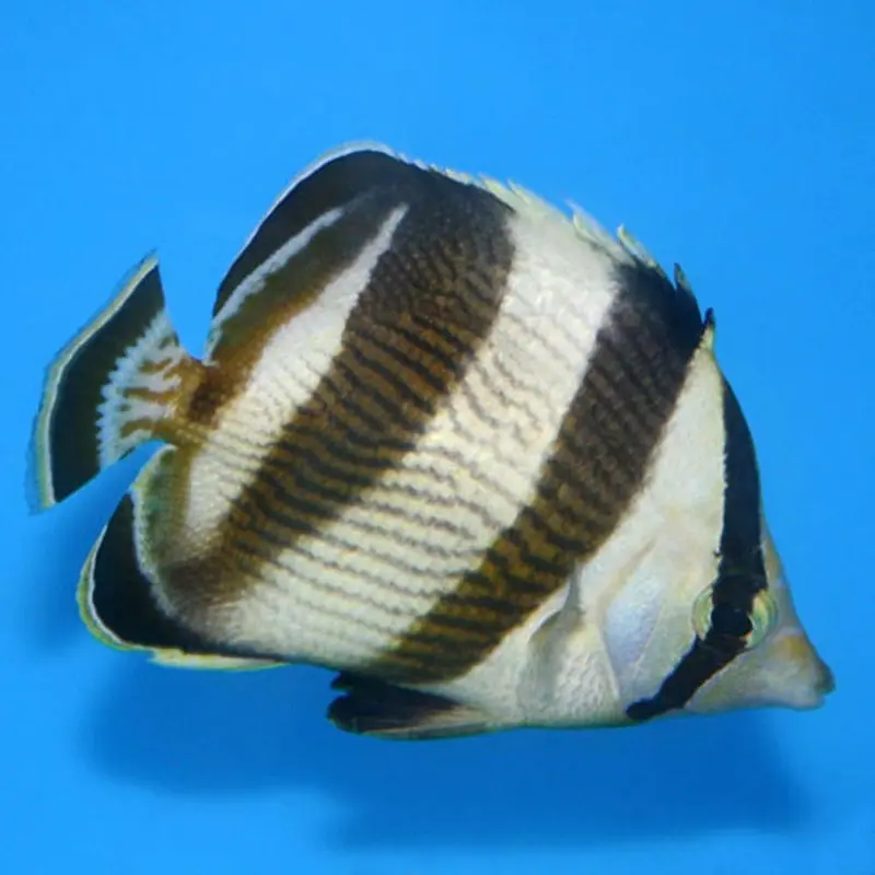 Banded Butterfly - Chaetodon striatus - Medium