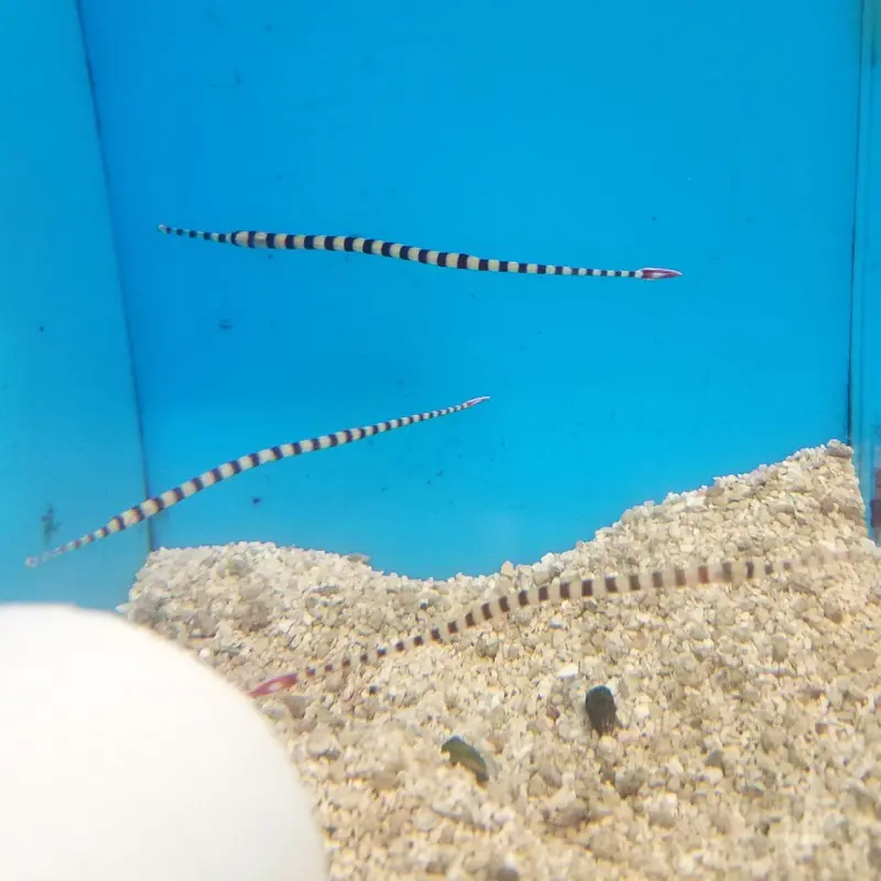 Banded Pipefish - Doryrhamphus dactyliophorus