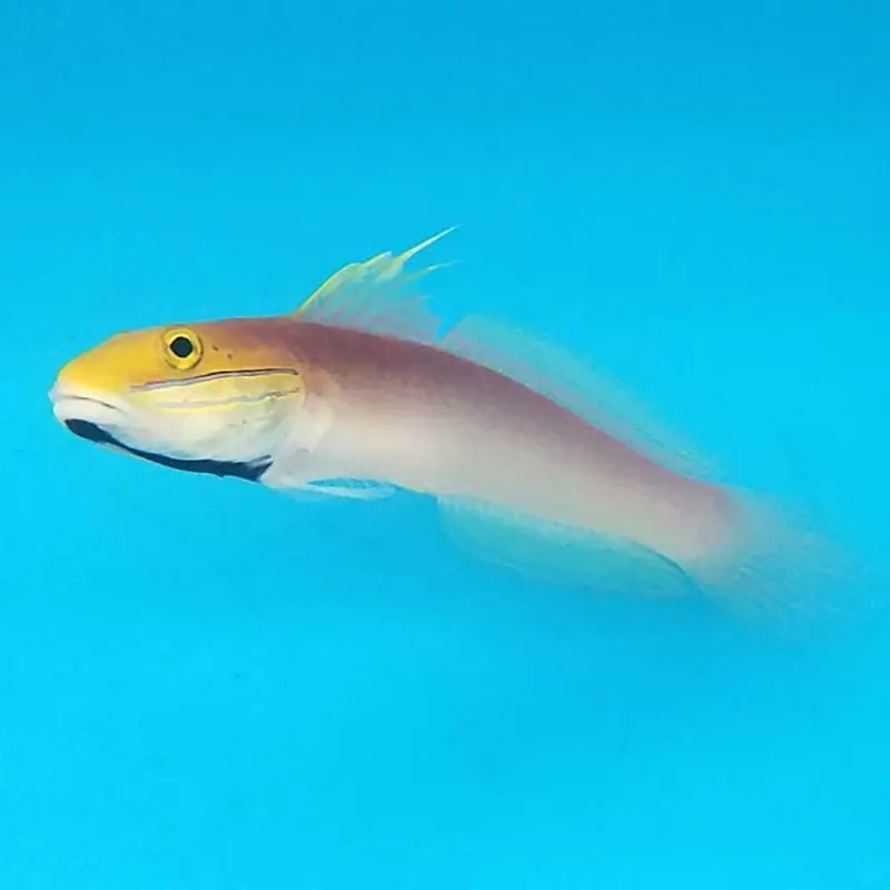 Bella Goby - Valenciennea bella