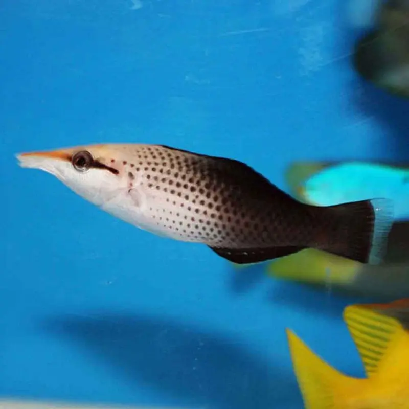 Bird Wrasse - Gomphosus varius - Small Female