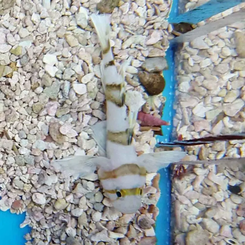 Blackbarred Convict Goby - Priolepis nocturna