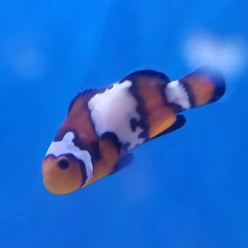 Blacker Ice Clownfish - Amphiprion ocellaris - CB