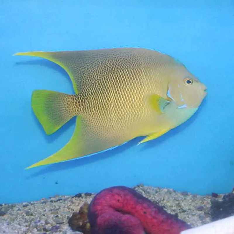 Blue Angel - Holacanthus bermudensis - Medium Adult