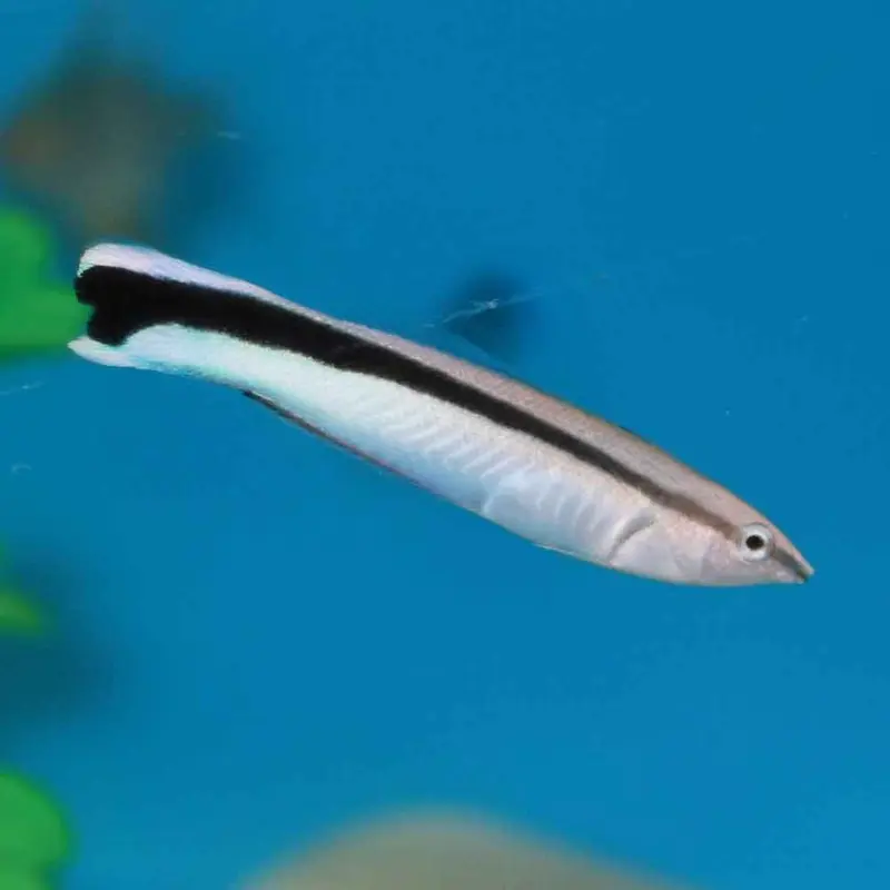 Bluestreak Cleaner Wrasse - Labroides dimidiatus