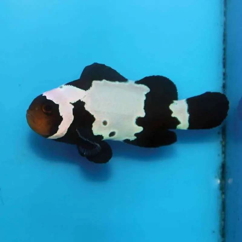 Bullethole Ocellaris Clownfish - Amphiprion ocellaris CB (PA)