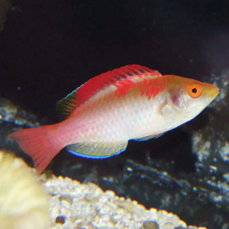 Debelius Fairy Wrasse - Cirrhilabrus adornatus - Male