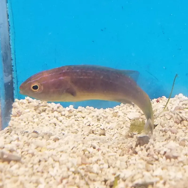 Dusky Fairy Wrasse - Cirrhilabrus brunneus