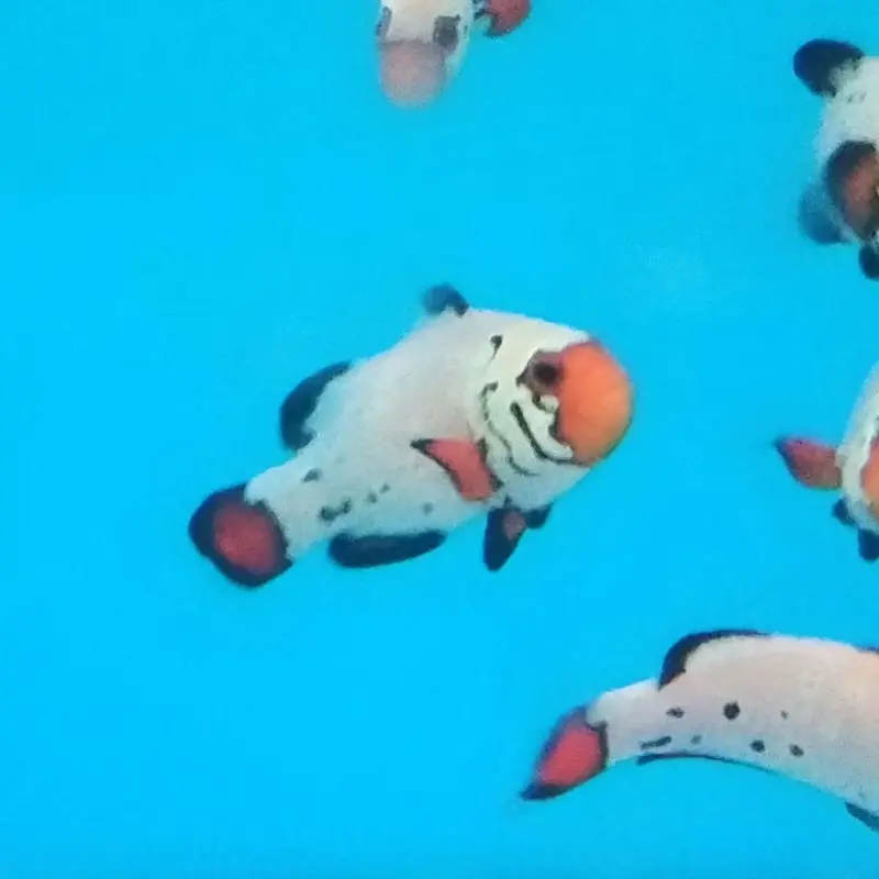 Frostbite Ocellaris Clownfish - Amphiprion ocellaris CB (PA)