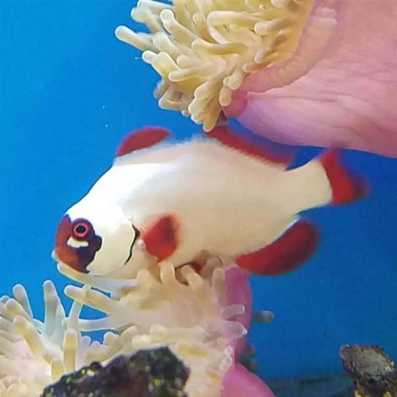 Gold Nugget Maroon Clownfish - Premnas biaculeatus - CB (ORA)