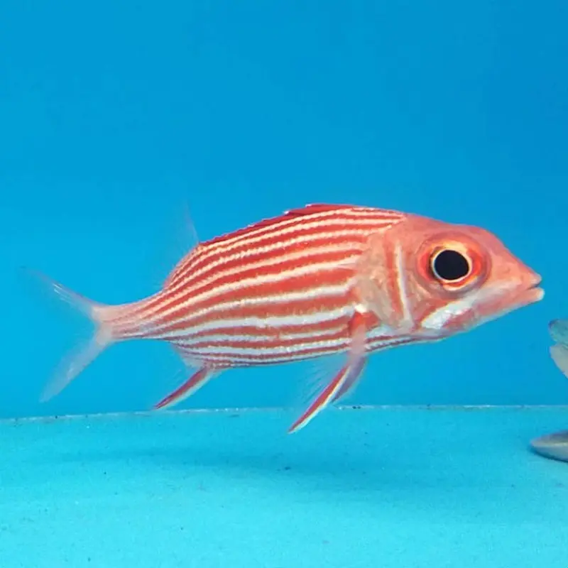 Hawaiian Squirrelfish - Sargocentron xantherythrus - Med/Lg
