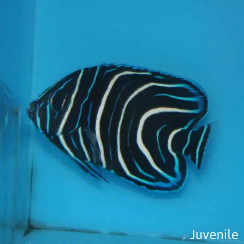 Koran Angel - Pomacanthus semicirculatus - Medium Juvenile