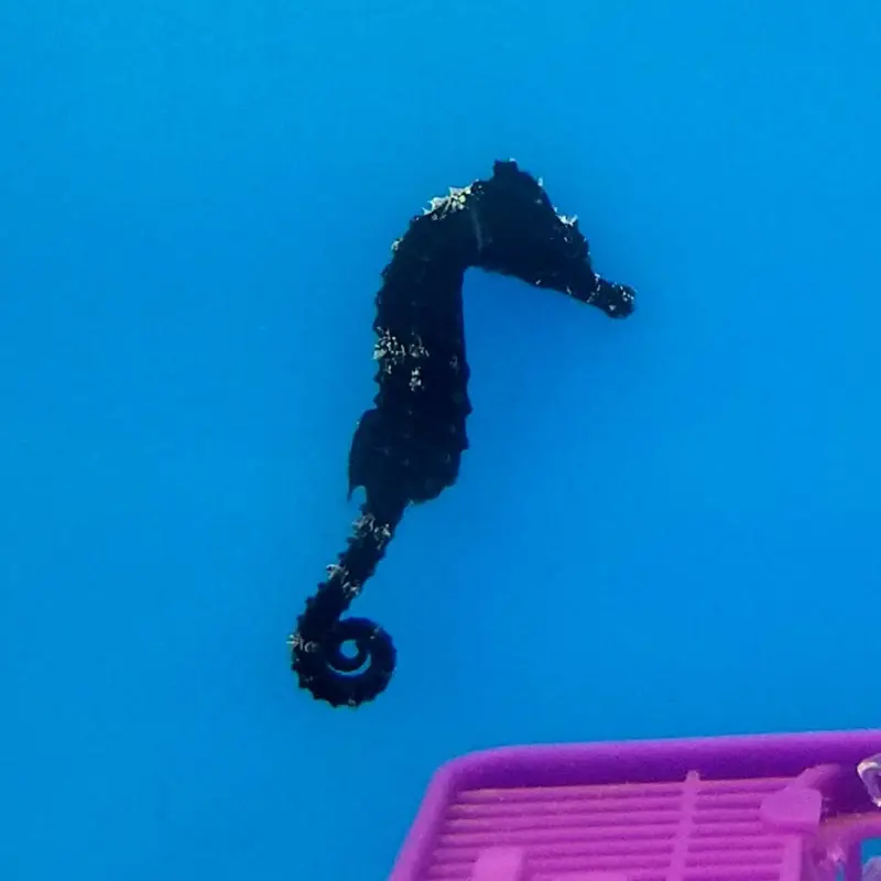 Lined Seahorse - Hippocampus erectus - Small CB