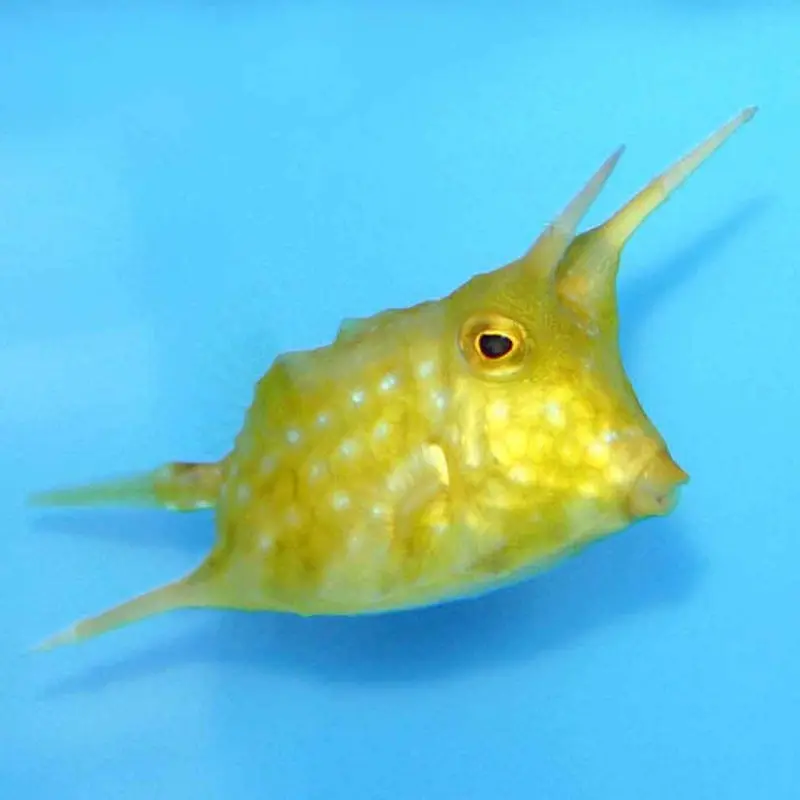 Longhorn Cowfish - Lactoria cornuta - XSmall