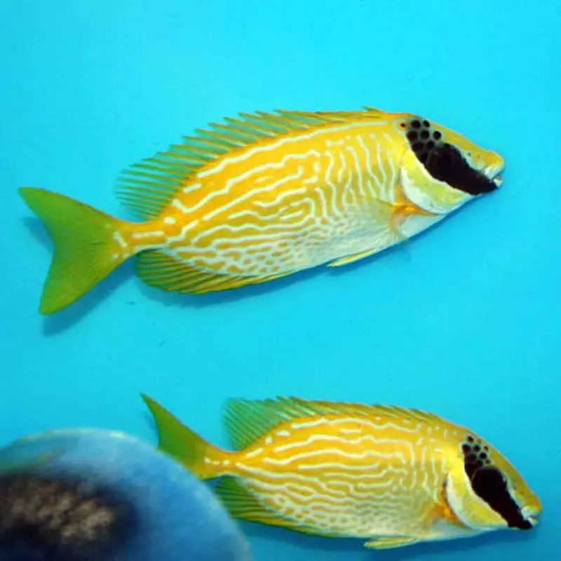 Masked Rabbitfish - Siganus puellus - Small/Medium