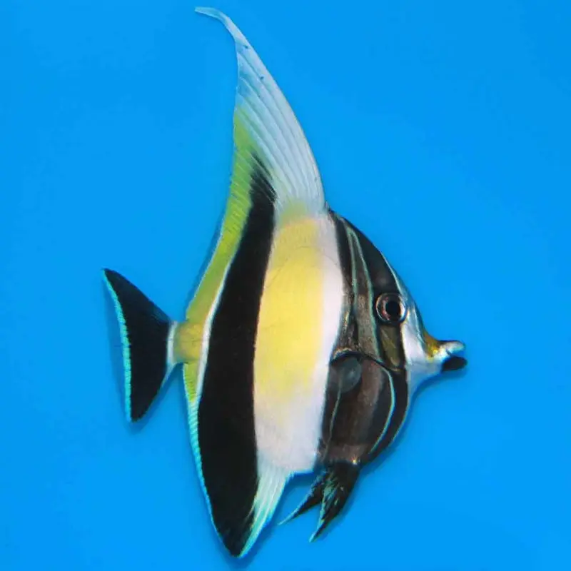 Moorish Idol - Zanclus canescens