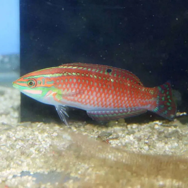 Ornate Wrasse - Halichoeres ornatissimus