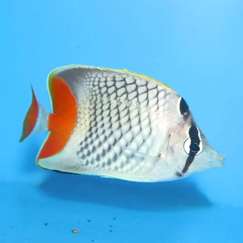Pearlscale Butterfly - Chaetodon xanthurus