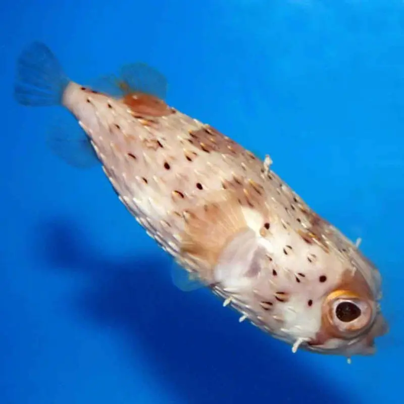 Porcupine Puffer - Diodon holocanthus - Large