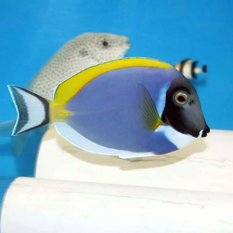 Powder Blue Tang - Acanthurus leucosternon - Small/Medium