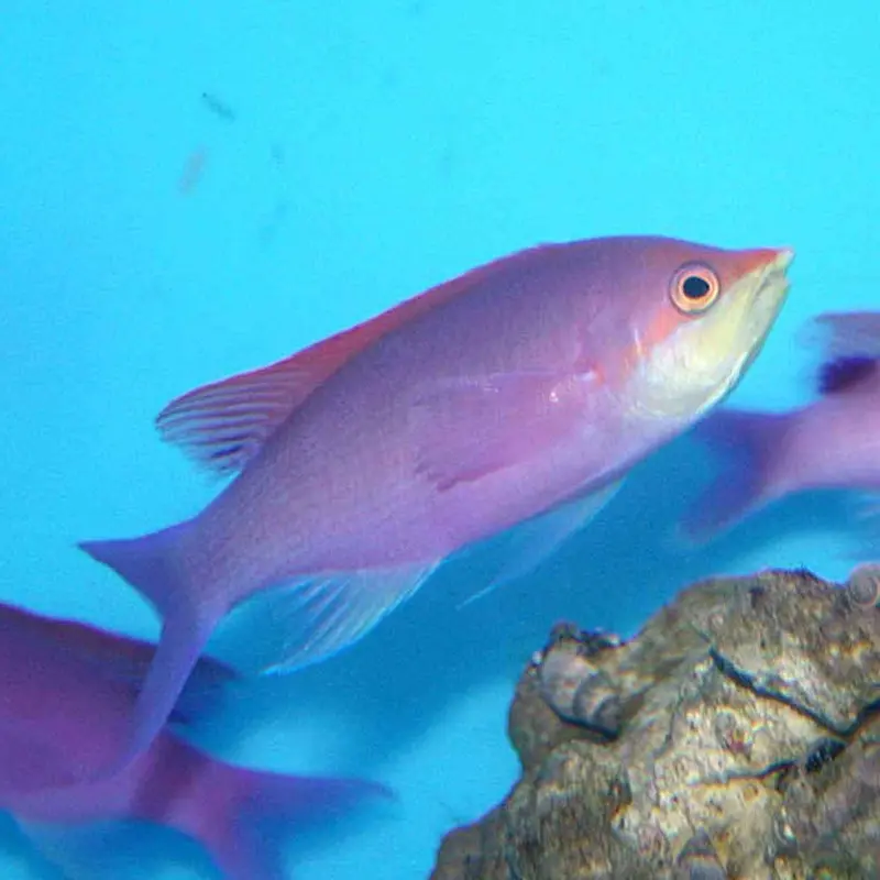 Purple Queen Anthias - Pseudanthias tuka - Small/Medium Male