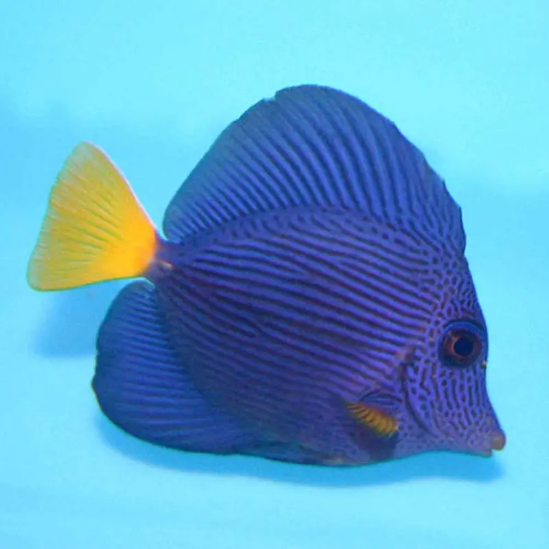 Purple Tang - Zebrasoma xanthurum