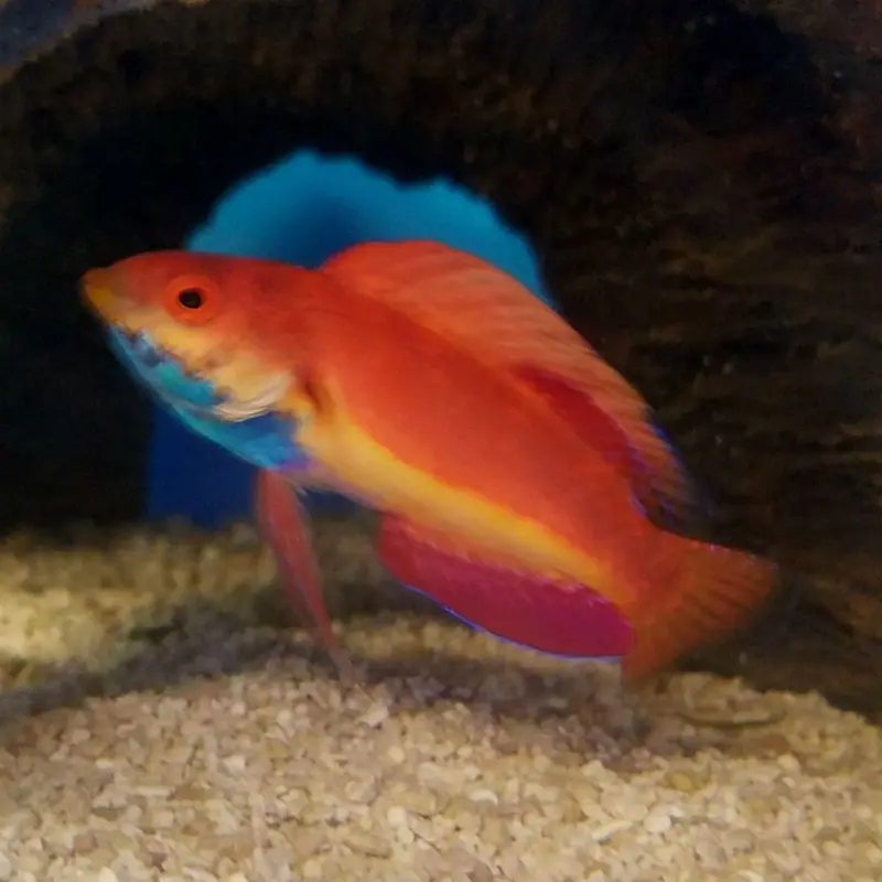 Sailfin Fairy Wrasse - Cirrhilabrus cf. cyanogularis