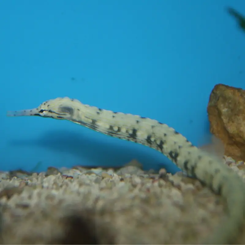 Scribbled Pipefish - Corythoichthys intestinalis