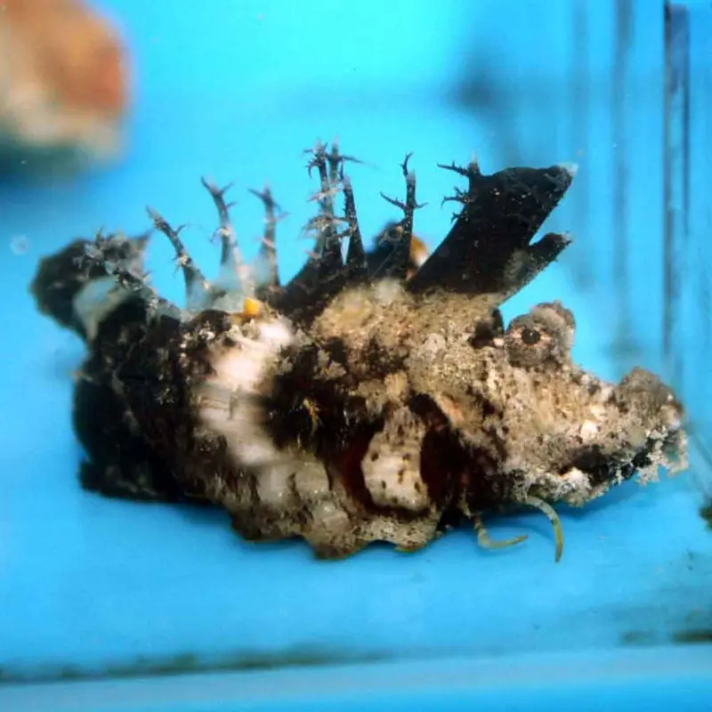 Sea Goblin - Inimicus didactylus