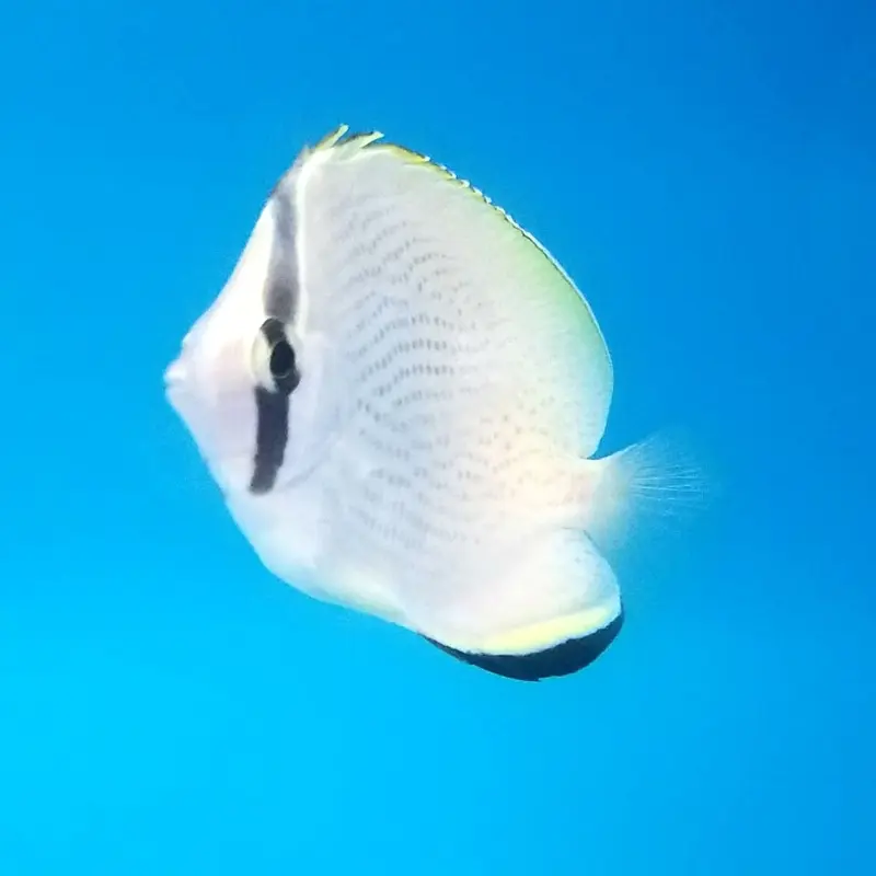 Speckled Butterfly - Chaetodon citrinellus - Medium/Large