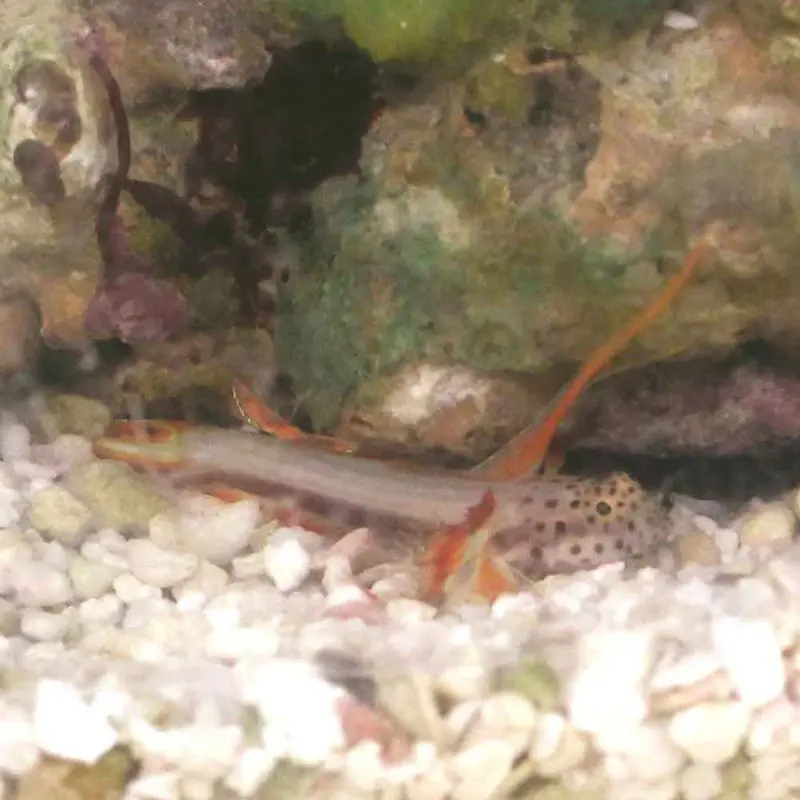 Spikefin Goby - Discordipinna griessingeri