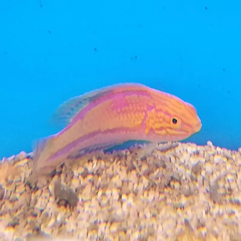 Splendid Pintail Fairy Wrasse - Cirrhilabrus isosceles