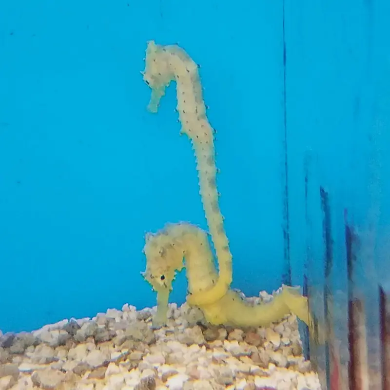 Tigertail Seahorse - Hippocampus comes - CB (ORA)