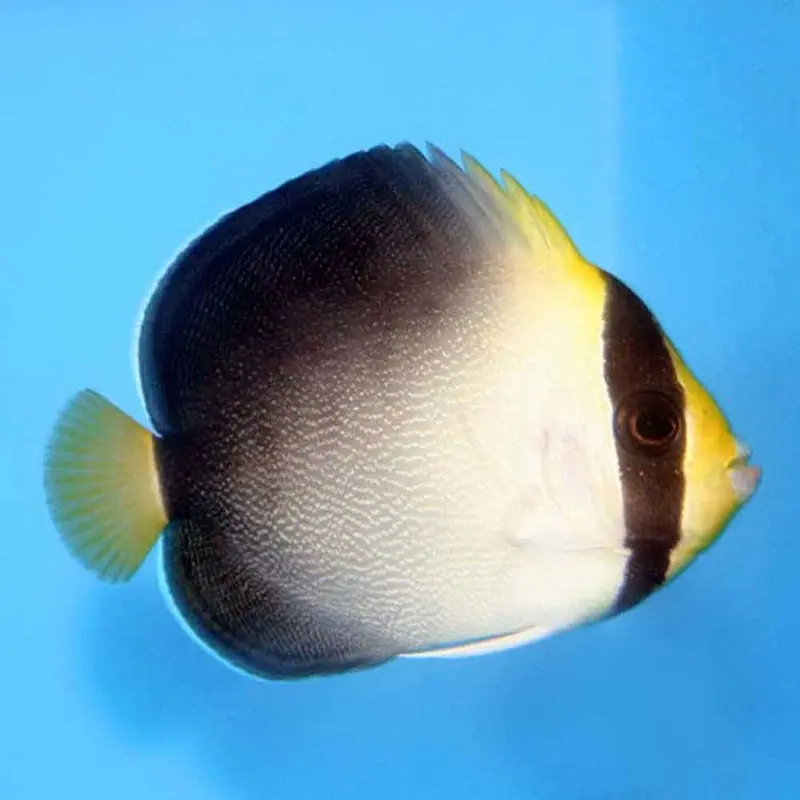 Vermiculated Angel - Chaetodontoplus mesoleucus - Large