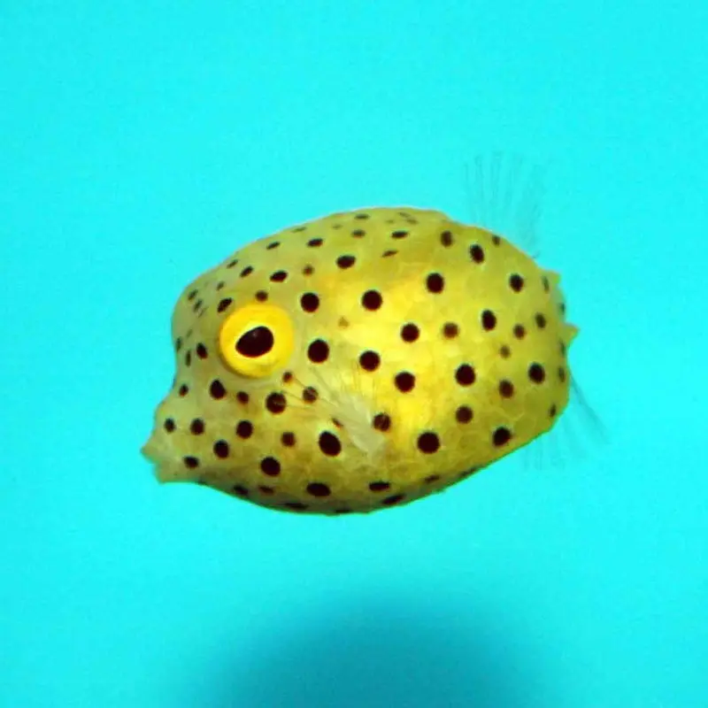 Yellow Boxfish - Ostracion cubicus - Small