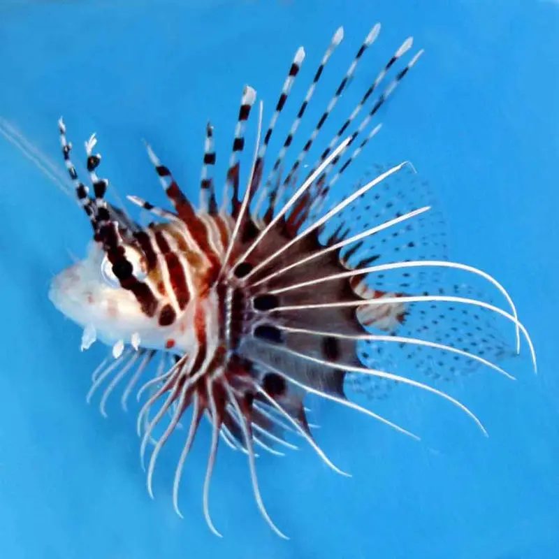 Antennata Lionfish - Pterois antennata