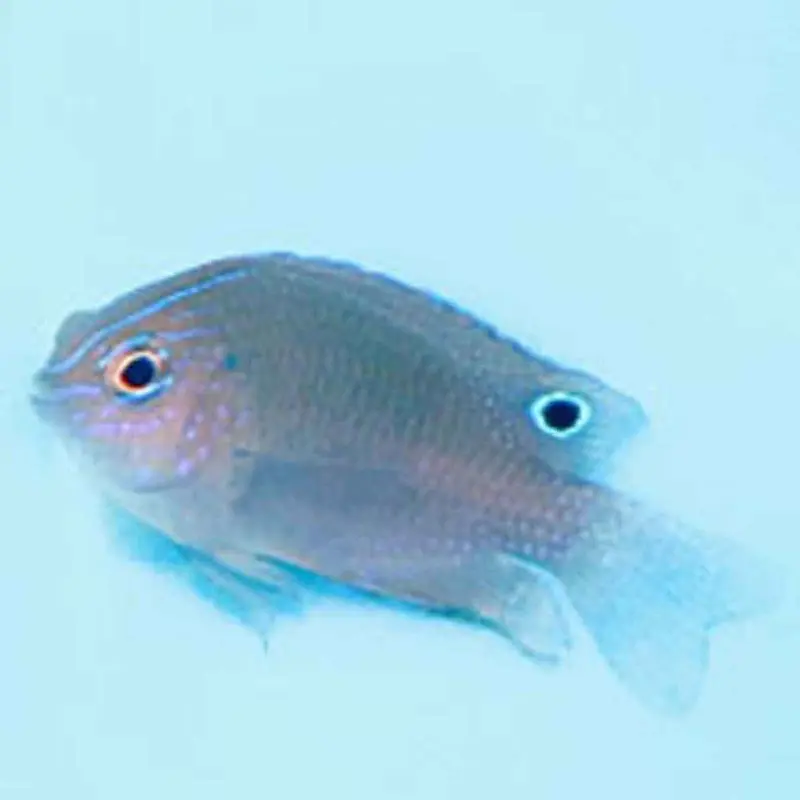 Beau Gregory Damsel - Stegastes leucostictus - Juvenile/Subadult