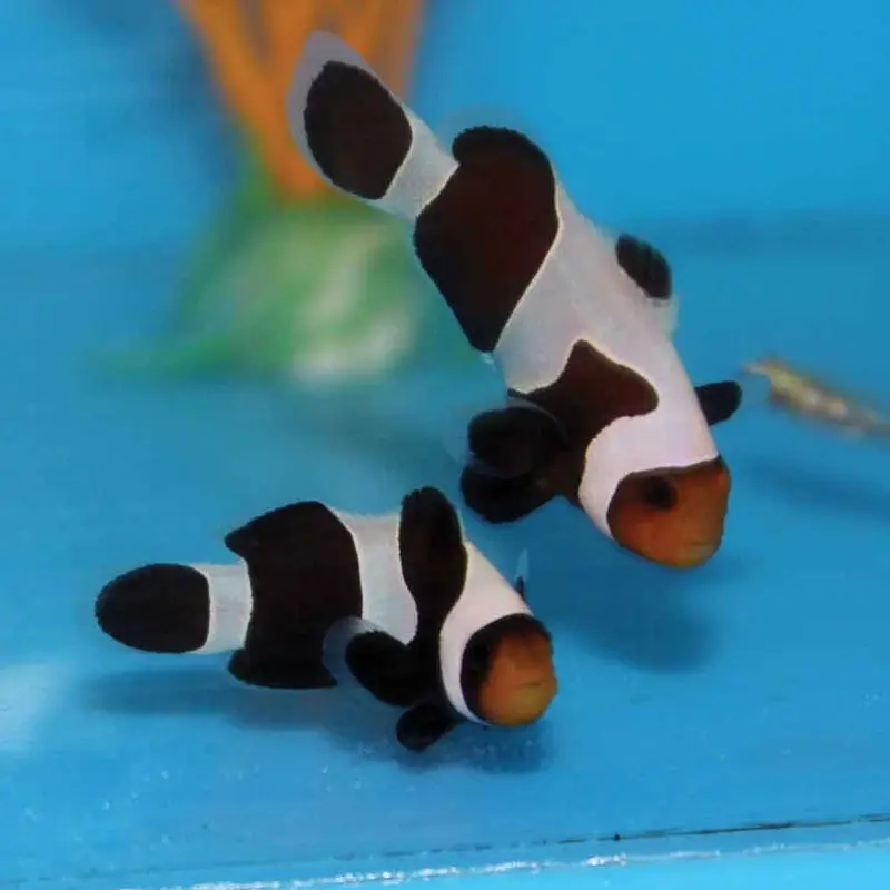 Black Gladiator Ocellaris Clownfish - Amphiprion ocellaris - CB (PA)