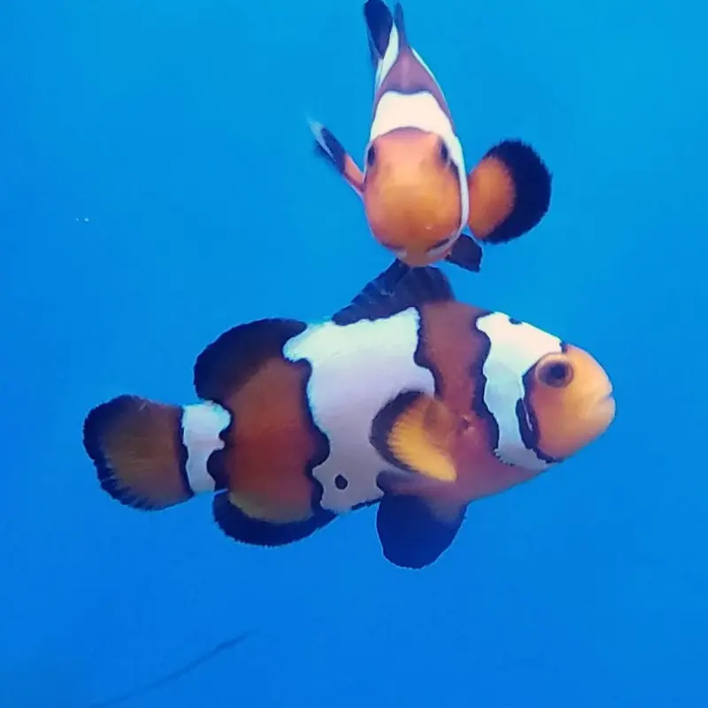 Black Ice Snowflake Clownfish - Amphiprion ocellaris - CB