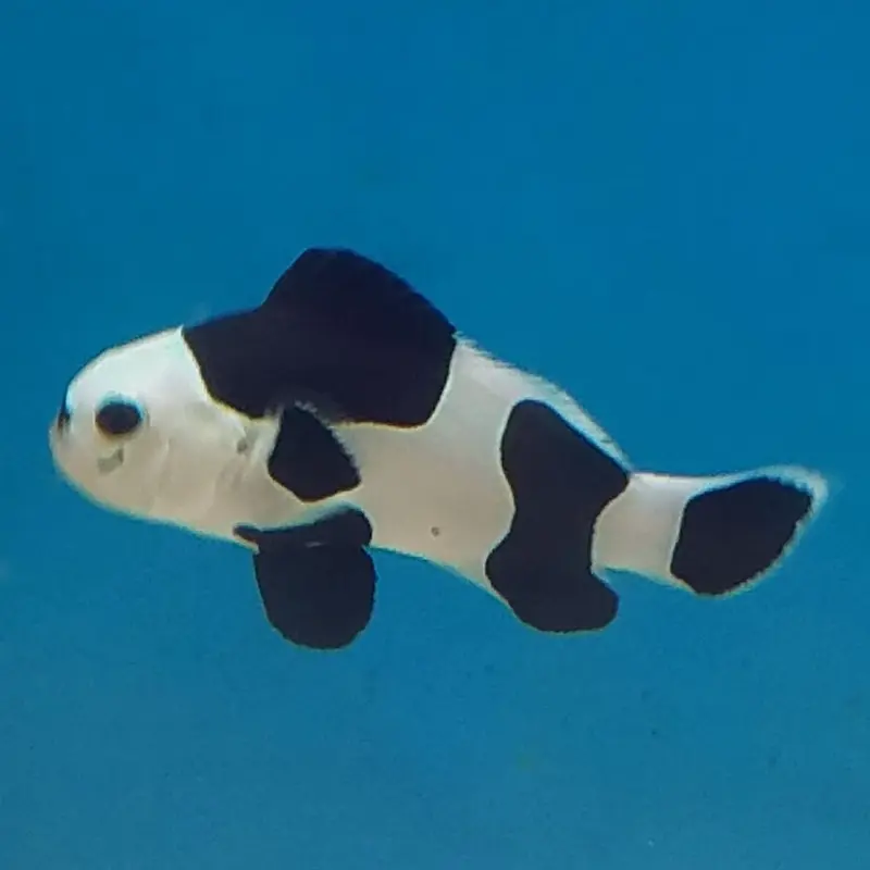 Black Storm Ocellaris Clownfish - Amphiprion ocellaris - CB