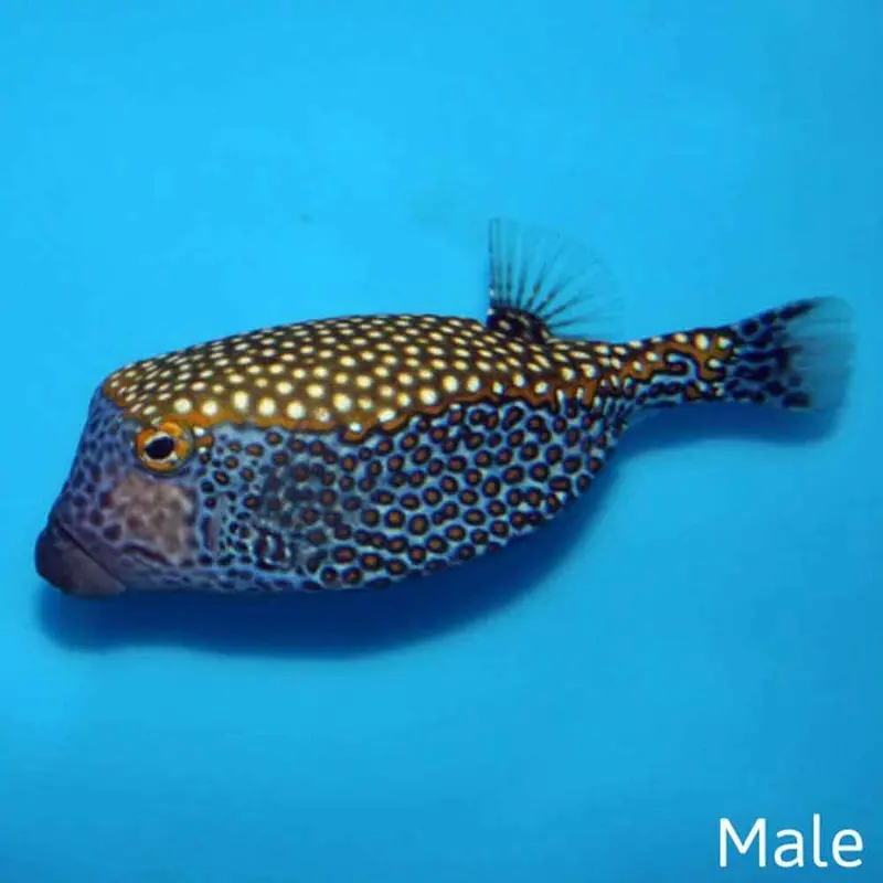 Blue Boxfish - Ostracion meleagris - Large Male