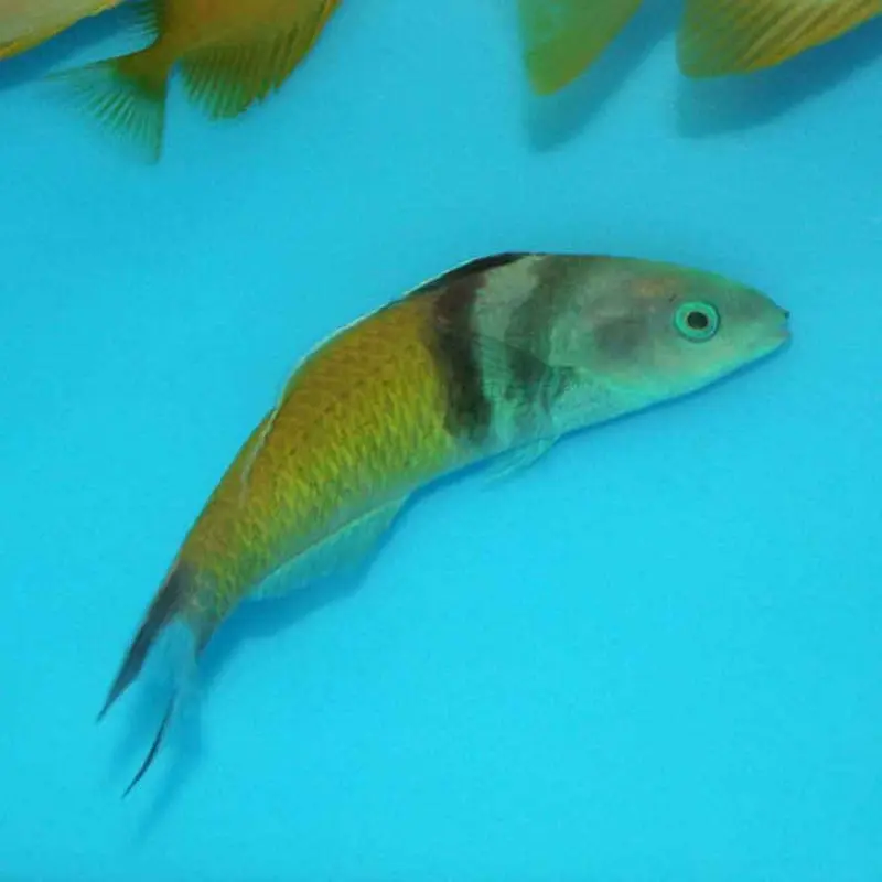 Bluehead Wrasse - Thalassoma bifasciatum - Small