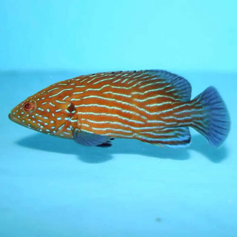 Bluelined Grouper - Cephalopholis formosa