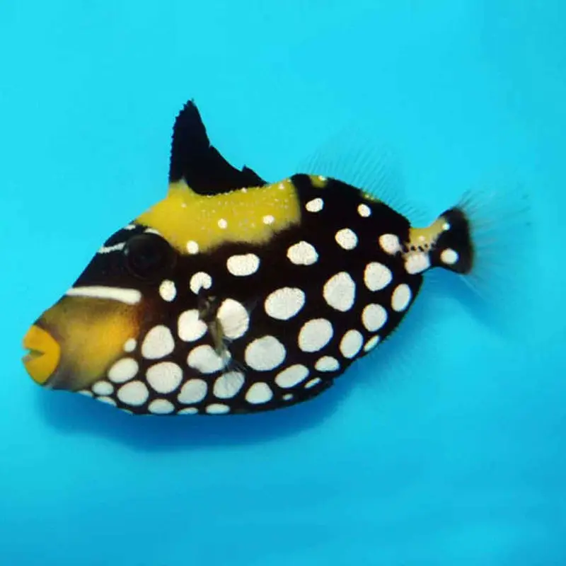 Clown Trigger - Balistoides conspicillum - Medium/Large