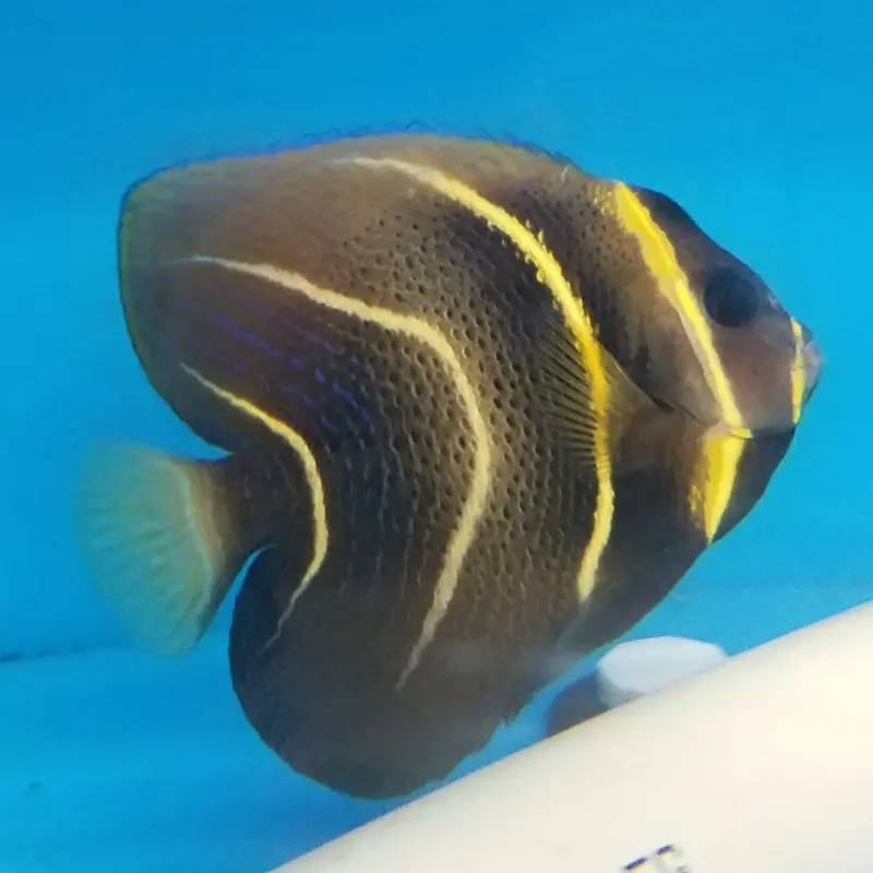 Cortez Angel - Pomacanthus zonipectus - Changing